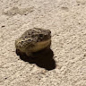 Meet your Posher, Lacey